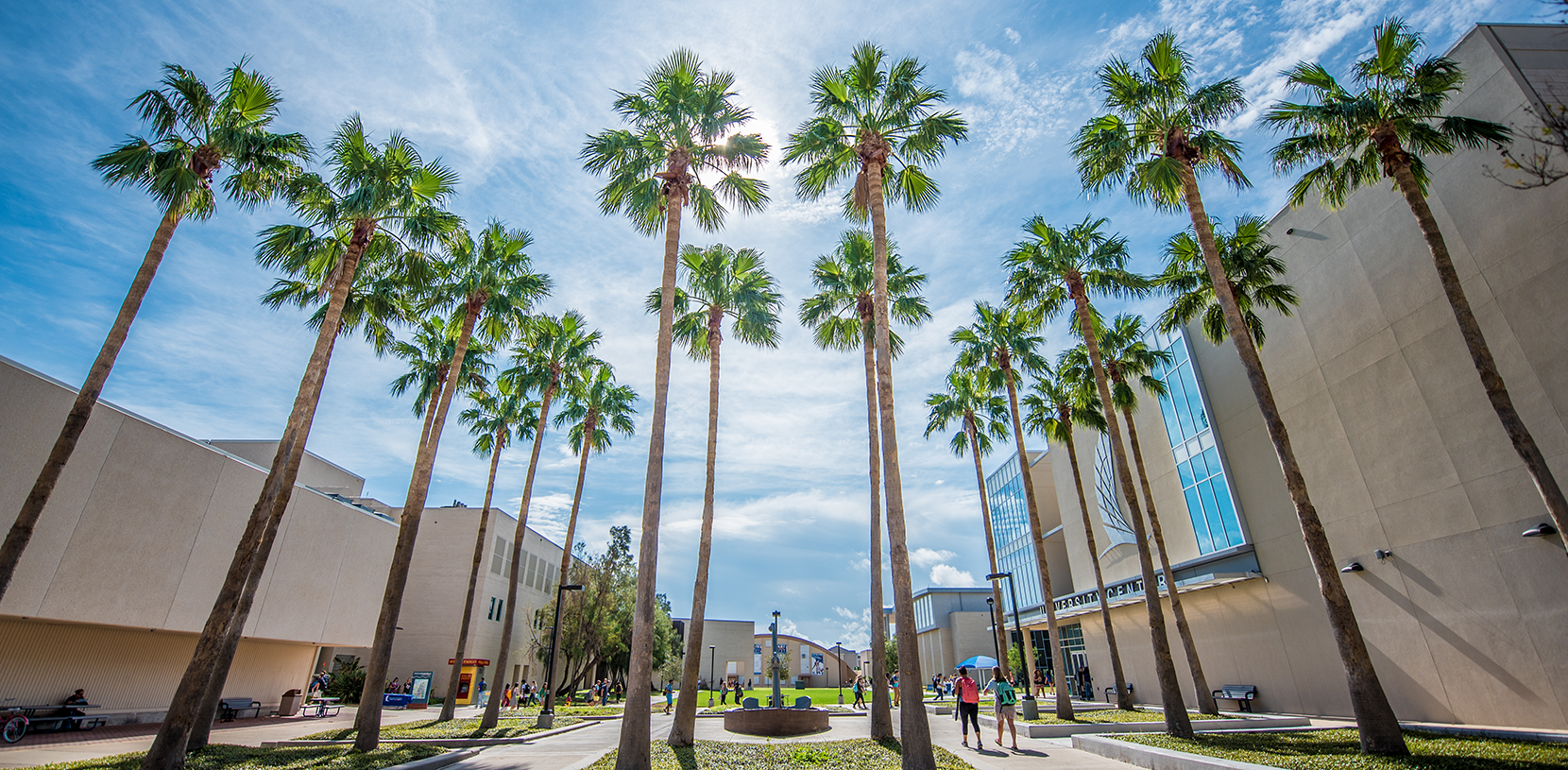 Campus, view of the tall palm trees