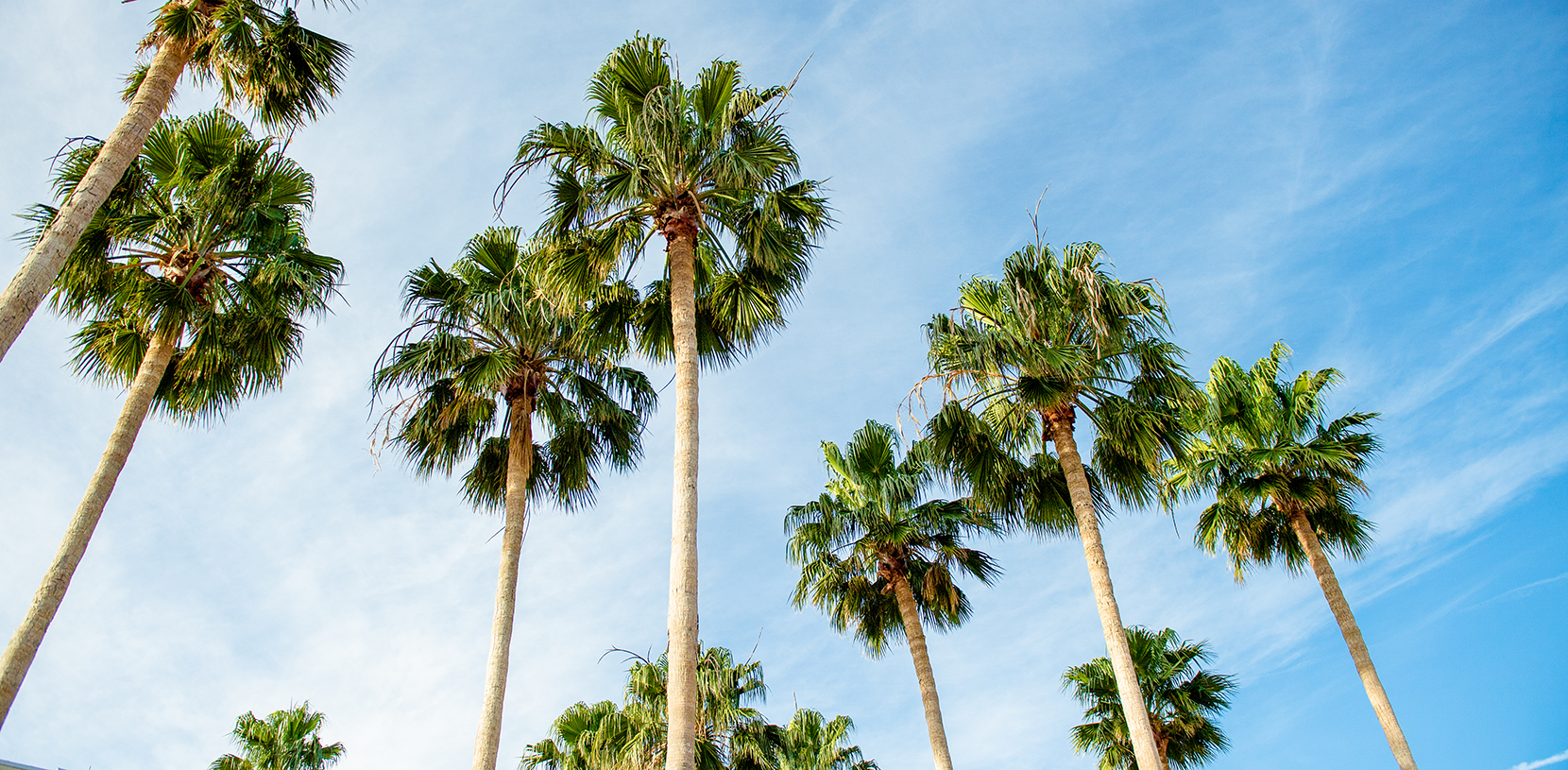 palm trees, campus