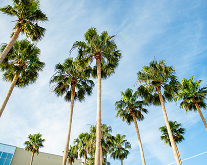 palm trees, campus